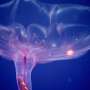 New research reveals surprising link in ocean carbon cycle: Swimming sea cucumbers