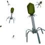 New tool closes gap in harnessing untapped potential of phages