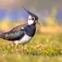 New workflow helps ecologists measure how individual animals use their habitat