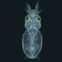Newly discovered hair cells on squid may offer clues to understanding hearing loss in humans