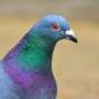 Pigeons' proposed inner-ear compass runs into a noise problem