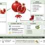 Pomegranate emerges as a promising natural phytobiotic for veterinary medicine