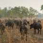 Relentless heat and drought take a toll on herders' physical and mental health, in Kenya and the US