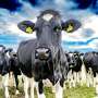Report identifies investment priorities for low-emissions agriculture
