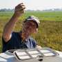 Rice work: Dutch test new crop to save sinking peatlands
