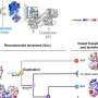Scientists resurrect ancient proteins, offering new antibiotic leads