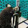 Seals and sea lions get their hearing tested at Australia Zoo