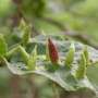 Shared blueprint in aphid proteins helps AI predict their structures