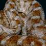 Snakebites are a far bigger problem than we knew: new study maps the hidden dangers