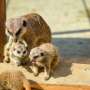 Some threatened species may miss out as zoos try to balance conservation efforts with competing pressures