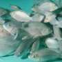 Study reveals how tilapia adapt to extreme salt stress