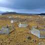 The Antarctic's only two flowering plants reveal opposing strategies for surviving long-term warming