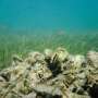 The world's oyster reefs could add $12 trillion to planetary health each year—if they were better managed