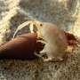 Tiny beach-dwelling crustaceans are big-time sand movers, shaping the California coast