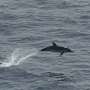 Tracking the fin whale and the sperm whale in the Mediterranean