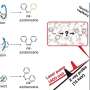 Ultrafast X-rays reveal how the light-responsive molecular switch azobenzene changes shape