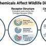 Uncovering species–specific chemical sensitivity by focusing on mammalian hormone receptor evolution