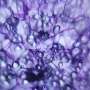 Unlocking AI as a research tool for plant microscopy