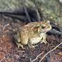 Unusual senses: The secret superpowers of amphibians and reptiles