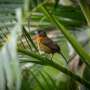 Urbanization takes a bigger toll on bird diversity in the tropics than it does at other latitudes, study finds