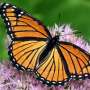 Wildlife tracking to fill gaps in monarch migration research