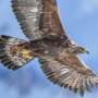 Young golden eagles leave their parents' territory late