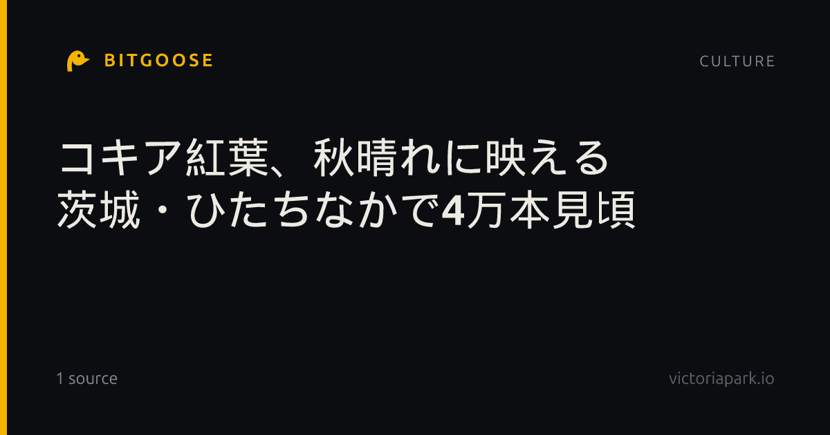 コキア紅葉、秋晴れに映える 茨城・ひたちなかで4万本見頃